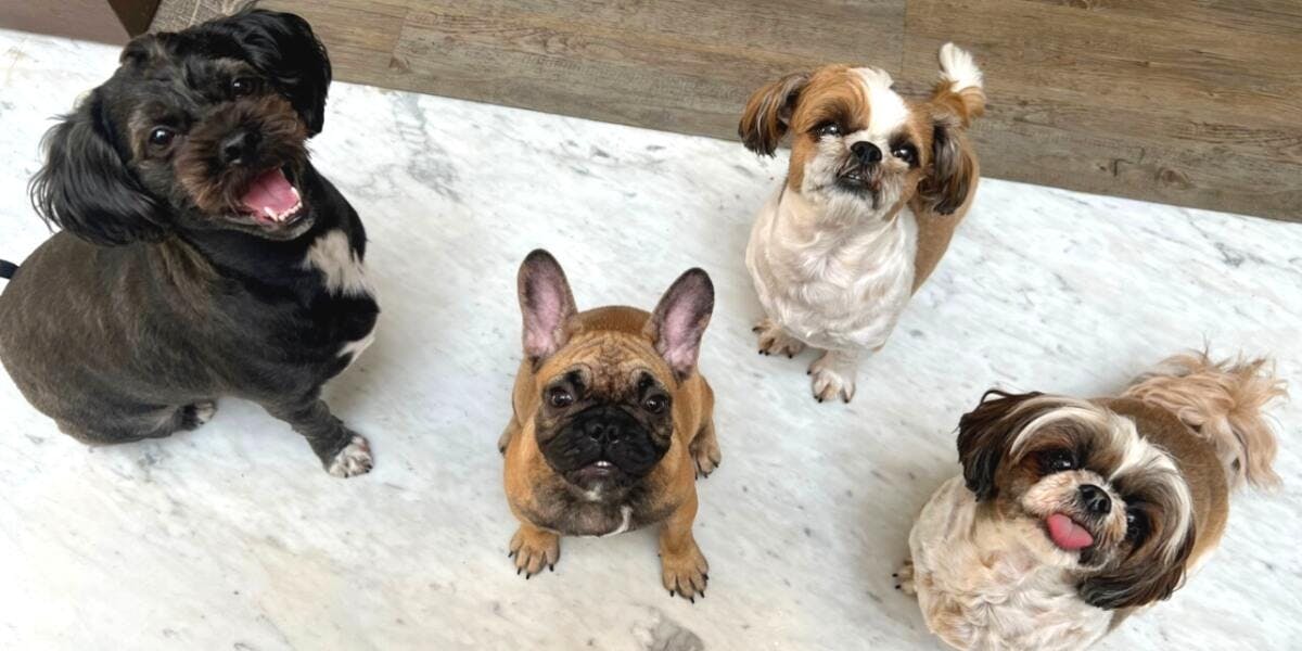 picture of 4 adorable dogs looking up
