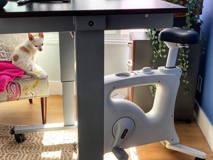 Desk bike with a chihuahua peeking from under it