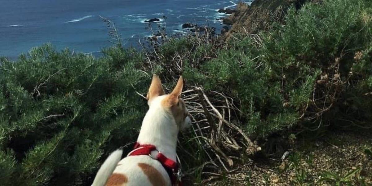picture of a beautiful chihuahua looking towards to ocean